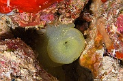 Phallusia julinea Ascidie ponctuee tuni-Maldives Hoholha Thila-24m-20240424-da-DSC_6483_tn